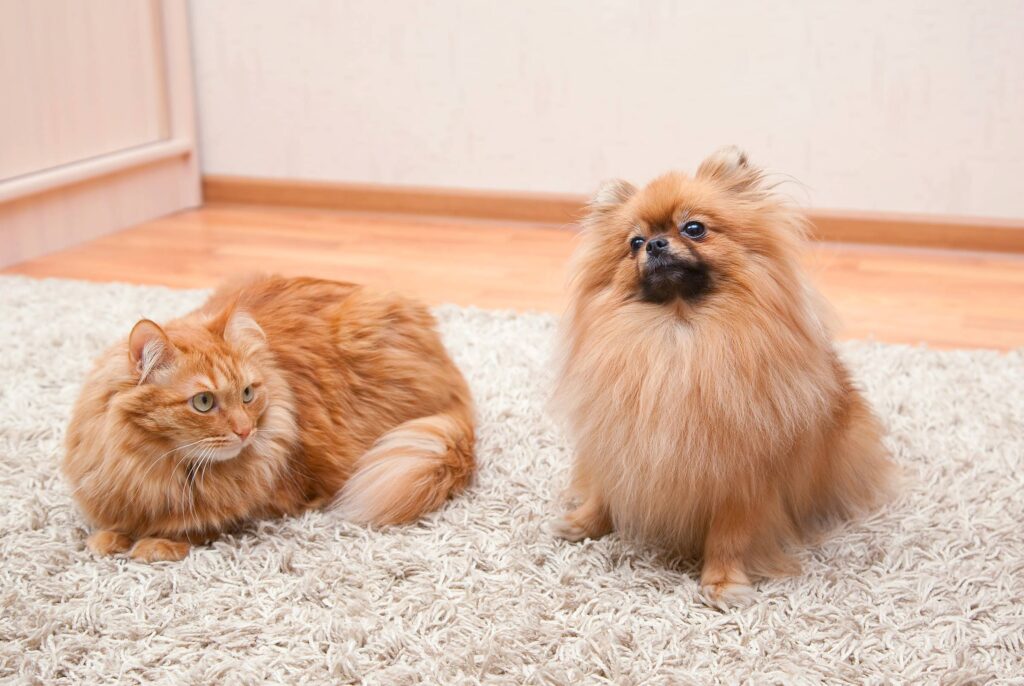 dog and cat laying on carpet, keep pets off carpet